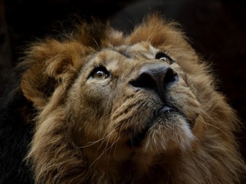 Счастливого пути: льва из Васильевского зоопарка отправляют в Африку