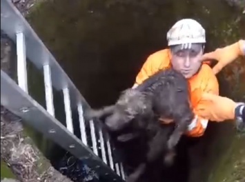 Едва не погибла! В Мариуполе патрульные спасли собаку, - ВИДЕО