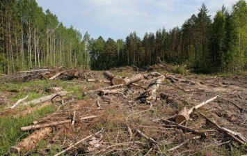 Вредительства почти на полмиллиона гривен: незаконная вырубка деревьев на Черниговщине