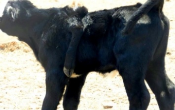 В Австралии живет теленок с пятой ногой на спине (фото)