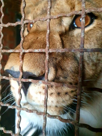Льва с Васильевского реабилитационного центра отправляют в Африку