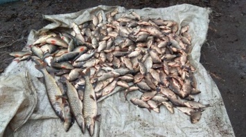 Запорожские рыбинспекторы устроили засаду, чтобы поймать браконьеров