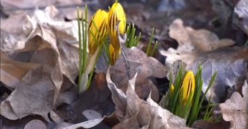 В Харькове в ботаническом саду из-за теплой зимы распустились цветы