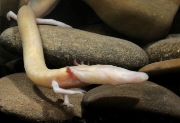 Ученые годами наблюдали за редкими саламандрами: они могут не двигаться несколько лет
