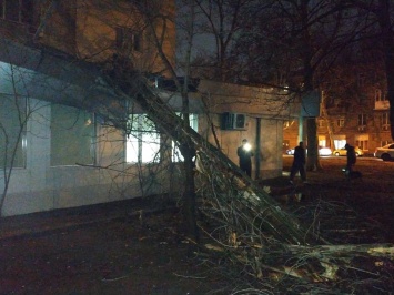 Упавшее дерево повредило банк на Фонтане
