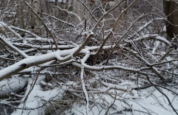 Шквальный ветер в Запорожье выкорчевывает деревья (ФОТО)