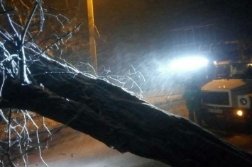 Непогода в Одессе: за ночь повалены 48 деревьев, 40 из которых уже убраны. Дороги расчищены