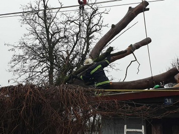 Спасатели Николаевщины рассказали об упавших деревьях и предупредили, что погода на этом не успокоится (ФОТО, ВИДЕО)
