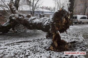 В Николаеве на ул. Никольской упало дерево, полностью перегородив тротуар