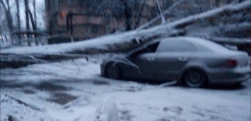 В Николаеве упавшее из-за непогоды дерево разбило машину, - ФОТО