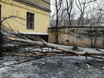 В ДЖКХ Николаева хотят снести старые тополя и на их месте высадить новые