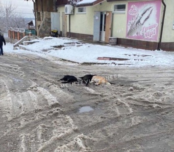 Под Днепром собаки стали жертвами непогоды и халатности