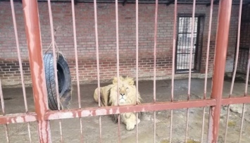 Ягуары, львы и медведи голодают в частном зверинце на Харьковщине