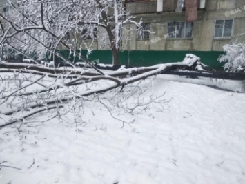 В Мелитополе за ночь в многоэтажках упало больше десятка деревьев (фото)