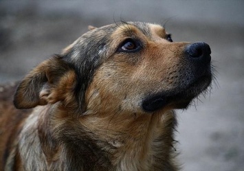 Заплатит штраф: на Полтавщине судили мужчину, который сбил собаку