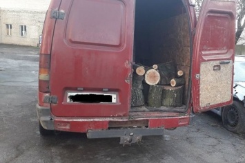 На Николаевщине полиция поймала двух человек на продаже вырубленного леса, - ФОТО