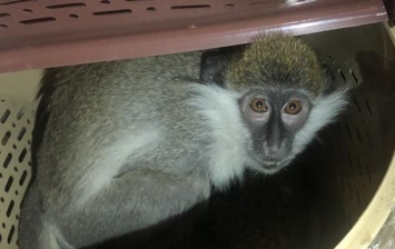 В Харькове обезьяна напугала посетителей ТЦ