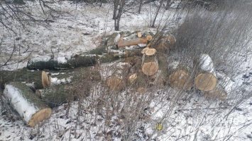 В двух районах Днепропетровщины полиция пресекла незаконную вырубку леса