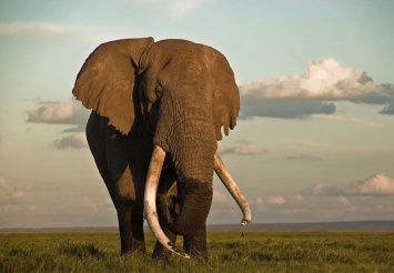 В Кении умер прославленный слон с рекордно длинными бивнями