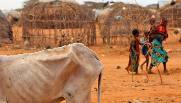 В Африке голодают почти 240 миллионов человек - ООН
