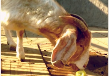 В Запорожской области появились вислоухие козы