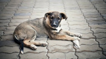 В Никополе снова разбросали отраву для собак