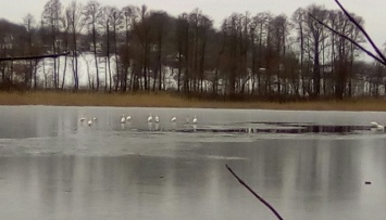 На Киевщине из льда спасли семь лебедей