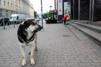 В Харькове посчитали бездомных собак