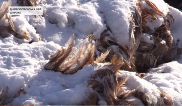 Вблизи села Широкое выбросили мертвую курятину