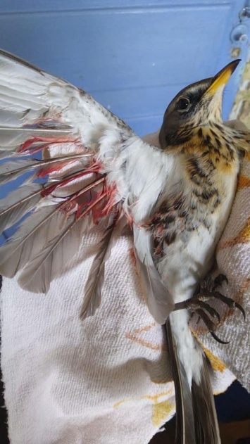 Птичку жалко! В Днепре спасают раненого павлогорадского дрозда