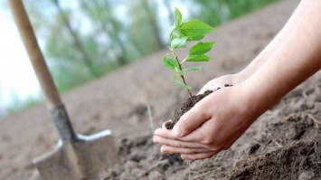В Украине высадят 1 млн деревьев за сутки