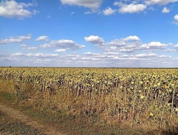 На Николаевщине фермер самовольно засеял поле подсолнухом - урожай на 2,6 миллиона арестовали