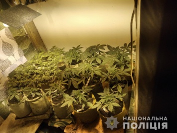 На Николаевщине полицейские изъяли у мужчины коноплю в горшках для декоративных цветов (ФОТО, ВИДЕО)