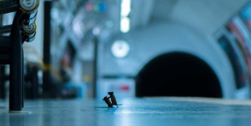 Драку мышей в метро назвали лучшим фото по версии зрителей