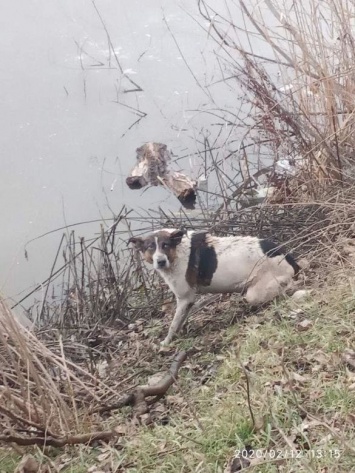 В Кривом Роге собака, которую доставали из ледяной воды, прокусила лодку спасателям, - ФОТО