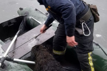 Под Киевом бездомный пес ушел под лед: трогательное ВИДЕО спасения собаки