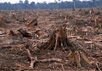 Больше 100 000 гривен: "черные" лесорубы опять валили лес на Черниговщине