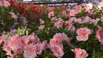 Ботанический сад Кривого Рога предлагает полюбоваться цветами за поцелуй