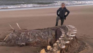 В Шотландии нашли скелет неизвестного морского животного