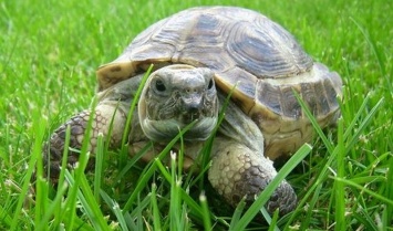 В Южной Америке нашли останки вымершей черепахи размером с автомобиль (ФОТО)