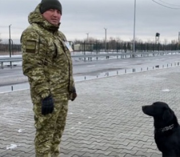 В Украине пес-патриот восхитил сеть: отвечает на "Слава Украине"