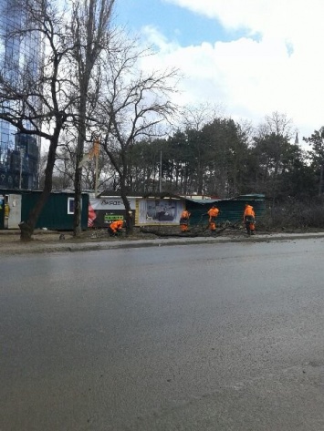 "Все законно": на улице Беспалова в Симферополе вырубят более 50 деревьев, - ФОТО