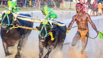Индийский бегун побил рекорд Болта во время гонки с буйволами