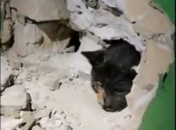 В Броварах разбили стену ради спасения кошки (видео)