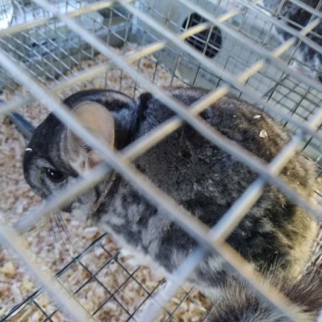Волонтеры "Пегаса" спасли истощенных зверьков с меховой живодерни