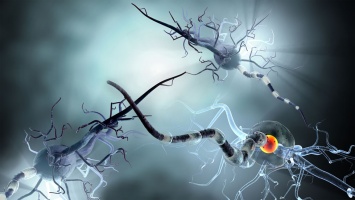 Механизмы нейронов продолжают удивлять ученых