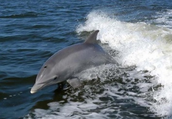 Зимнее чудо: на Азовском море к берегу подплыли дельфины (ВИДЕО)
