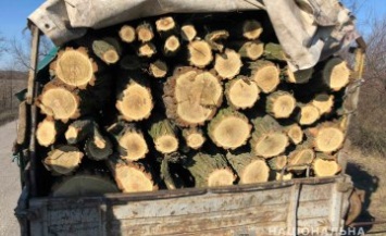 На Днепропетровщине задержали браконьеров с полным кузовом спиленных деревьев