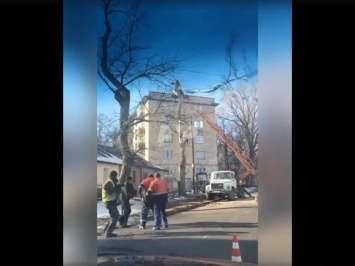 Видеофакт: в Полтаве коммунальщики завалили дерево на свою машину