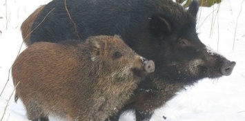 На Днепропетровщине провели зимнюю "перепись" диких животных